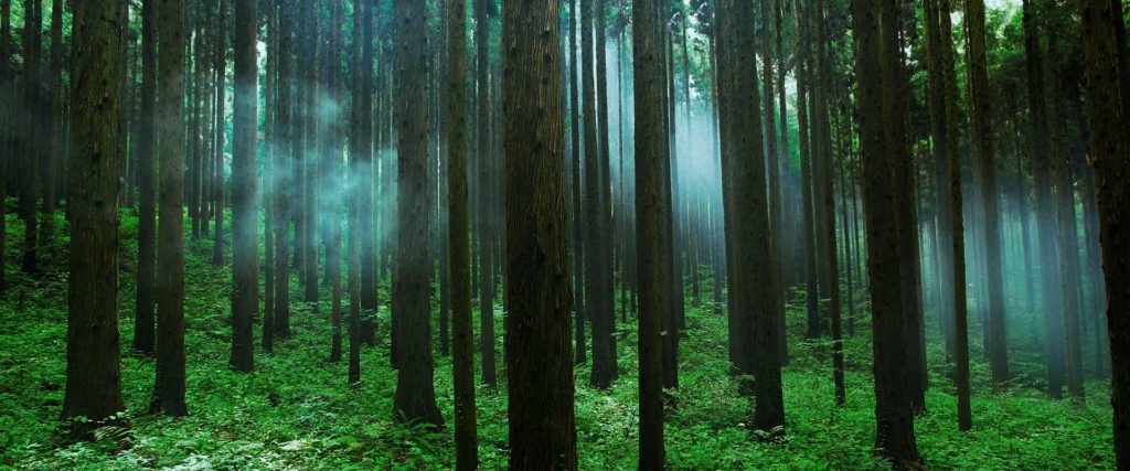 Cédre japonais / peuplements forestiers de Sugi