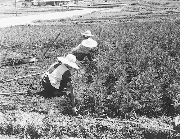 Travailleurs de Nakamoto Forestry plantant des graines