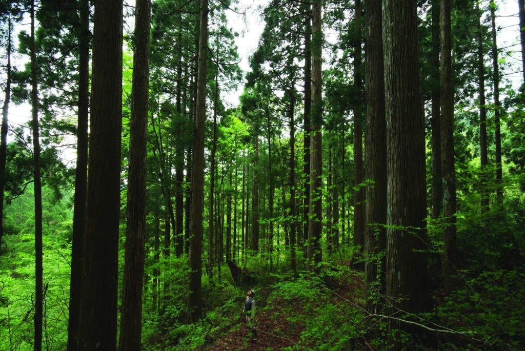 Homme dans une forêt de sugi