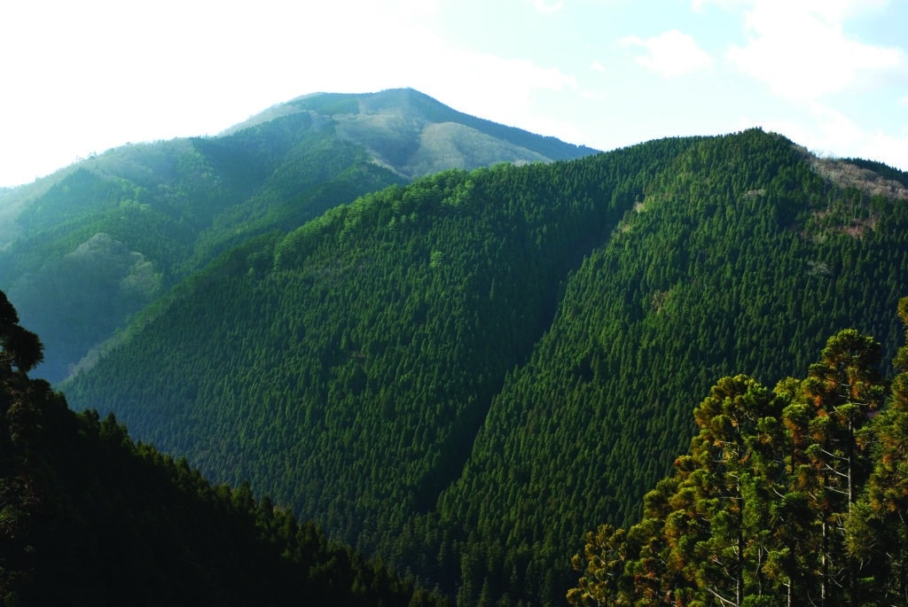 Forêt montagneuse dans l'ouest du Japon